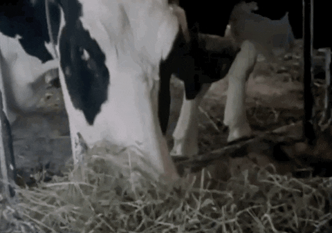 Image result for ox eating straw gif