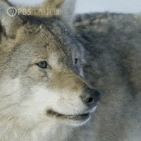 Animales-carnivoros GIFs - Get the best GIF on GIPHY