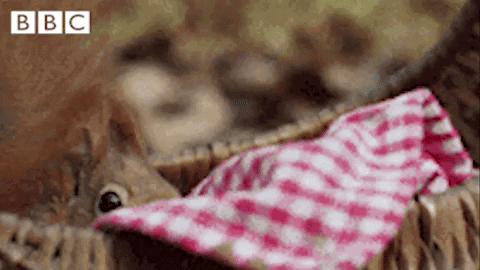Autumnwatch Gifs Get The Best Gif On Giphy