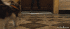 universal pictures running GIF by A Dog's Journey
