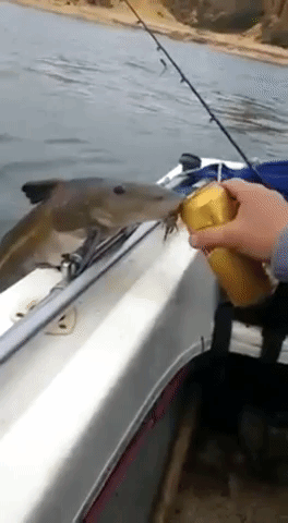Wildlife gif. A catfish perches on the outside ledge of a boat and sips from a gold beer can held by a person inside.