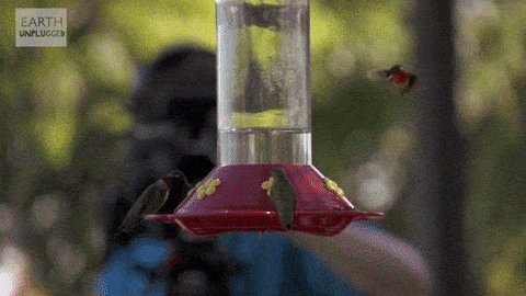 hummingbirds