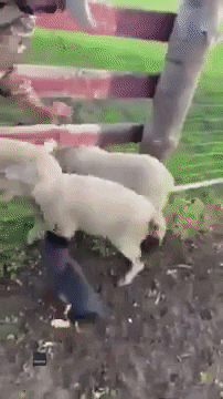 Dogs Sheep GIF by Storyful
