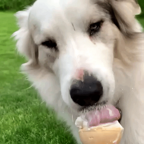 Ice Cream Dog GIF by Speak for the Unspoken
