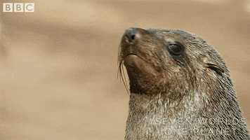 Watching Double Take GIF by BBC Earth