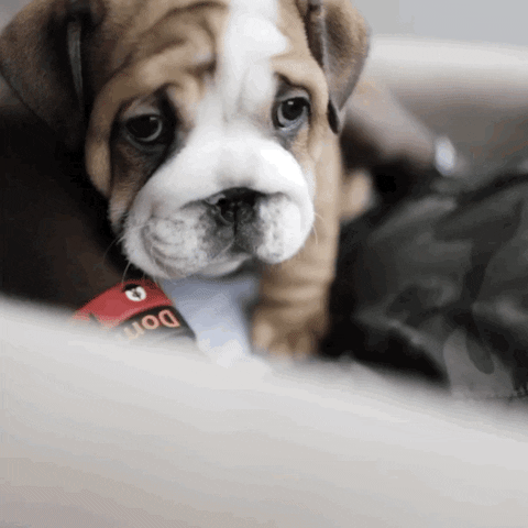 Featured image of post Puppy Dog Eyes Gif Share the best gifs now