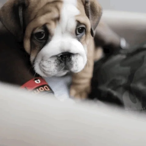 Sad Puppy GIF by Bucks Gaming
