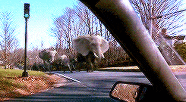 elephants running GIF
