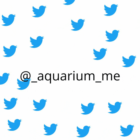 Happy Bird GIF by AquariumMe