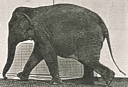 walking elephant perfectloops GIF