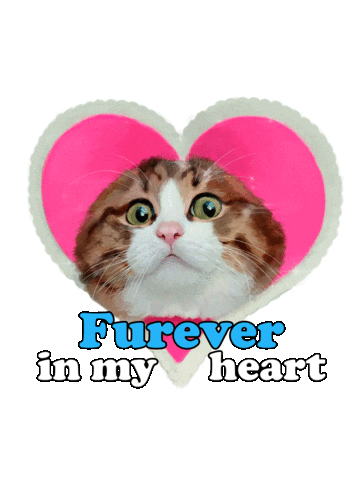 Cat Sticker