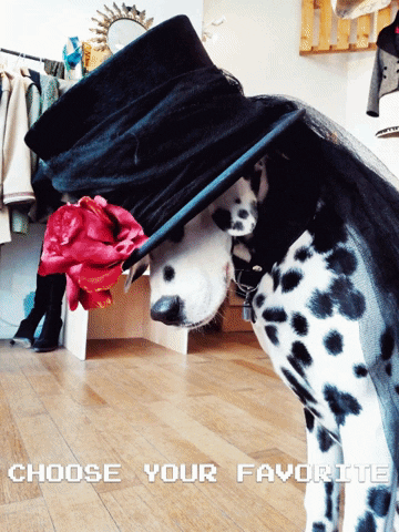 Dog GIF