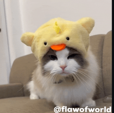 Cat GIF