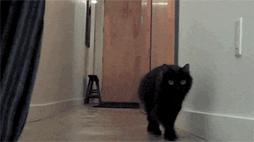 Cat GIF