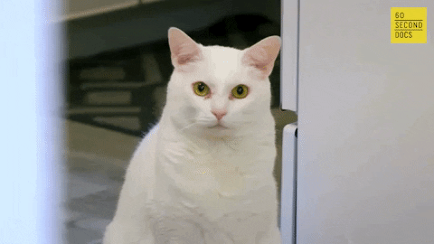 Angry How Dare You GIF by 60 Second Docs - Find & Share on GIPHY
