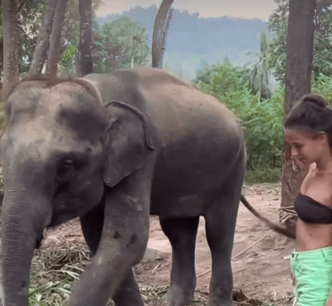 giphy.gif?cid=2154d3d7ki8oxkwjhbj8jxu7lin5jd6prkeg08cbyls9toc8&ep=v1_gifs_username&rid=giphy.gif&ct=g