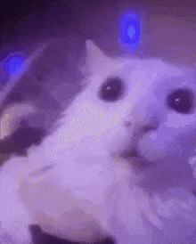 Cat GIF