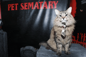 cat church GIF by Pet Sematary