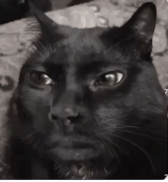 Nignig GIF