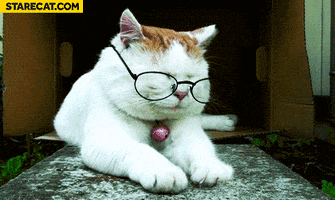 Cat Glasses GIF