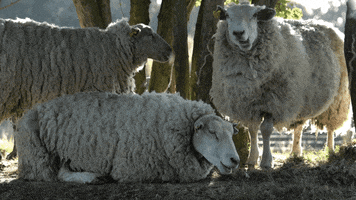 sheep herd GIF by La Maison de la Maille