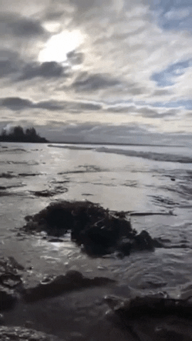 Water GIF