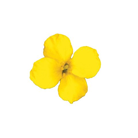 Canola Vita Sticker