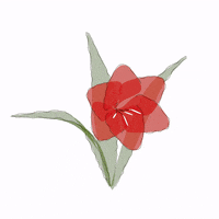 animated blooming flower gif