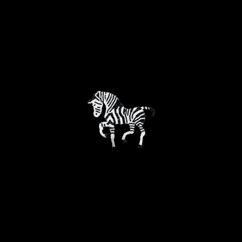 Zebra GIF by Mote--Mote