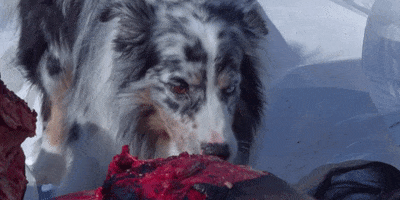200.gif?cid=fc005b08e762f6bd76148cb34c2bfbf5cb09f2ed24107585&rid=200.gif&ct=g