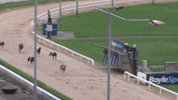 gogreyhoundracing pestana gogreyhoundracing greyhound racing irish greyhound derby GIF