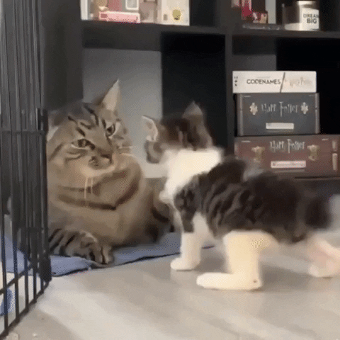 Angry Cat GIF by JustViral.Net - Find & Share on GIPHY