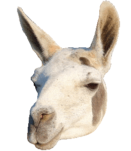 Gg Lama Sticker by GGBooster