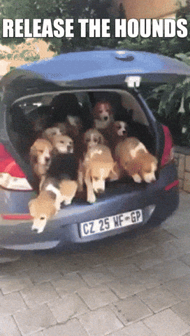 Giphy - 