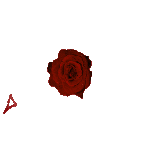 Rose Flower Sticker by Starcrawler