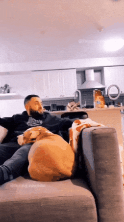 Dog GIF