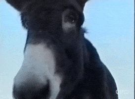 Donkey Burro GIF by CRDI. Ajuntament de Girona