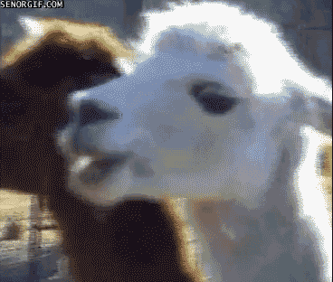 llama eating GIF
