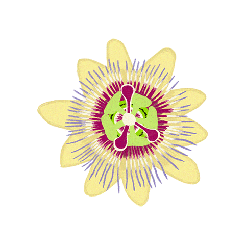 Flower Flores Sticker