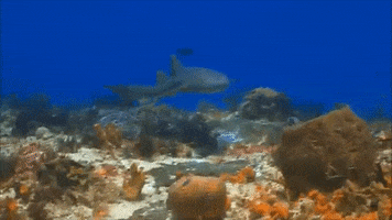 Coral Reef Shark GIF by Oceana