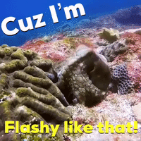 Ocean Wildlife GIF by OctoNation® The Largest Octopus Fan Club!