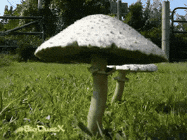 Nature GIF