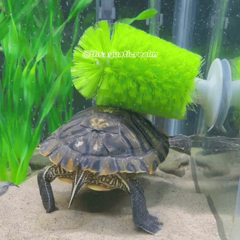 Red Eared Slider Turtle GIF