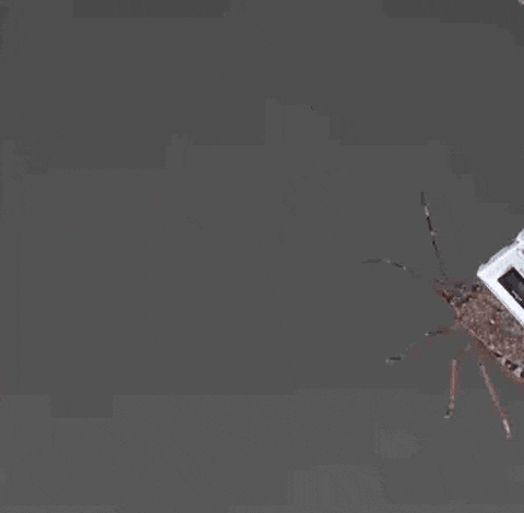 Poloska GIF by Keddi Kosár