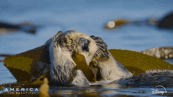 Video gif. Adorable otter grooms itself with a tendril of seaweed, massaging its head, then looking at us in surprise.