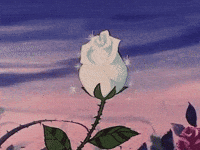 white rose pink GIF white rose pink GIF