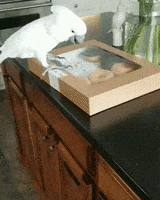 Meme Bird GIF by JustViral