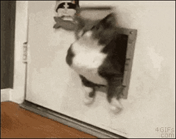 fat cat GIF