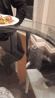 hungry cat GIF