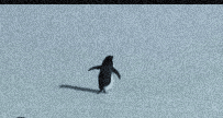 Penguin Human Spirit GIF